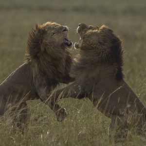 Cat Fight