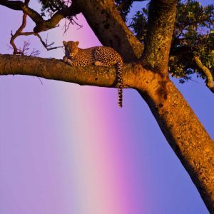 Crock of Gold