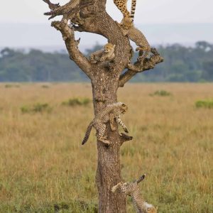 Family Tree