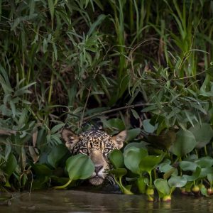 HE-Type Jaguar