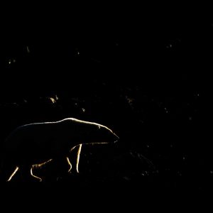 Midnight Bear