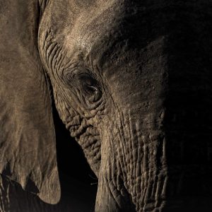 Trunk Call
