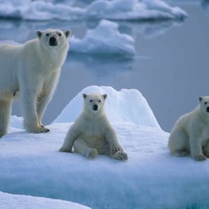 Keep them on Ice
