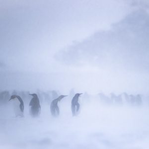Blizzard Kings