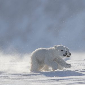 Cub Race