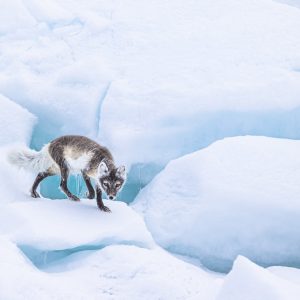 For Fox Sake
