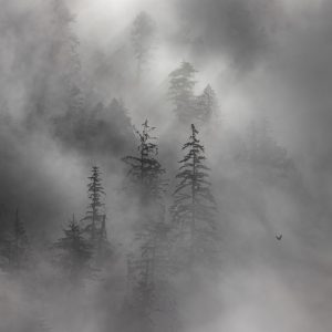 Forest Fog
