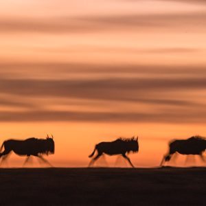 Gnu Day