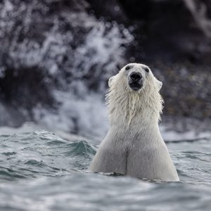 Neptune Bear
