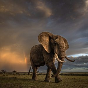 Storm Bull
