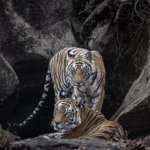 Stripes in Stone