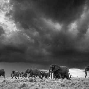 Trunk Storm